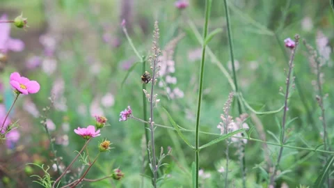Bumblebee gathering pollen Stock Footage 311518372