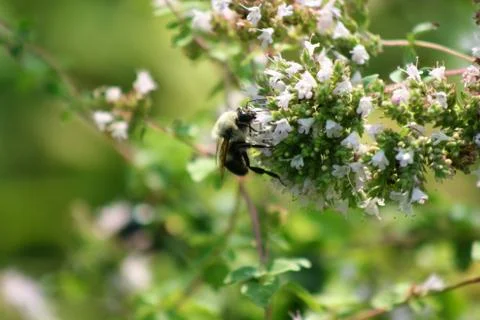 Bumblebee gathering pollen Stock Photos