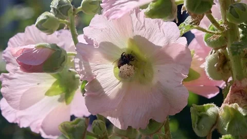 Bumblebee gathering pollen from a pink mallow flower on a sunny day in a garden Stock Footage 345999960