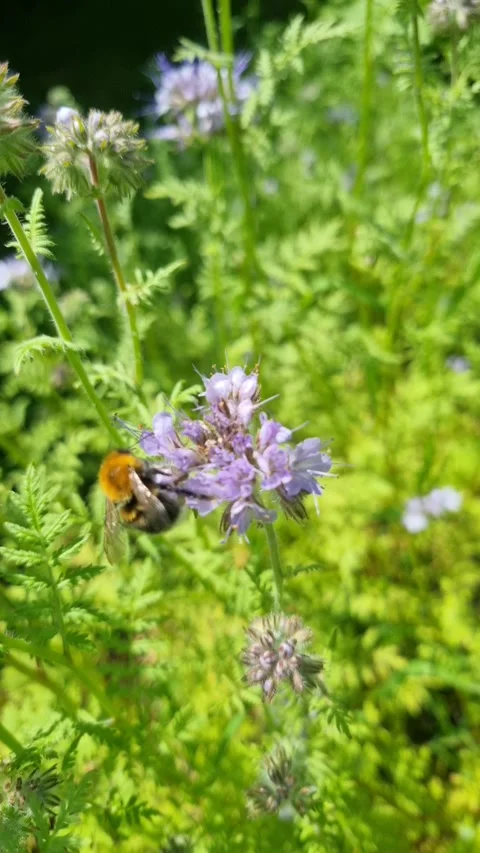 Bumblebee gathering pollen on a purple phacelia flower closeup Stock Footage 345744822