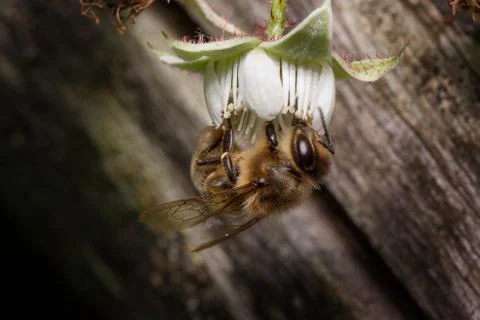 Bumblebee is gathering pollen from a raspberry flower. Animals in wildlife. Stock-Fotos