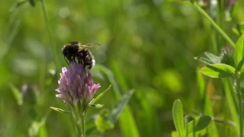Bumblebee Gathering Pollen on Red Clover - 4K Macro Wildlife B-Roll Vídeos de archivo 335828420