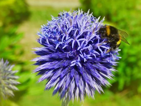 Bumblebee gathering pollen on round blue globe thistle Stock Photos