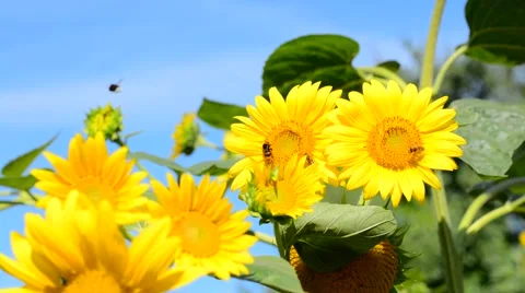 Bumblebee gathering pollen on sunflower. Stock Footage 53746539