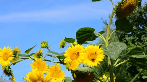 Bumblebee gathering pollen on sunflower. Stock Footage 53746560