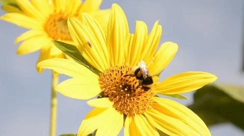 Bumblebee gathering pollen on sunflower. Macro. Stock Footage 44641705
