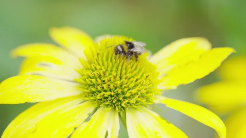 Bumblebee gathering pollen from the top of a flower Stock Footage 136433453