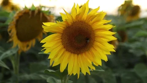 Bumblebee gathering pollen from a vibrant yellow sunflower in a scenic agricultu Video stock 341629950
