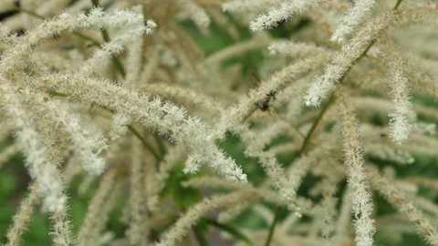 Bumblebee gathering pollen from white fluffy garden flowers 스톡 동영상 336985462