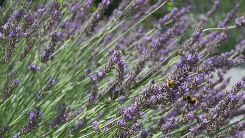 Bumblebee gathers nectar on blooming purple lavender flowers in sunny field Stock Footage 340162128