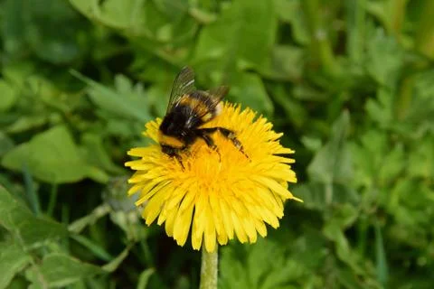 A bumblebee gathers nectar from a dandelion in the spring Park Stock Photos