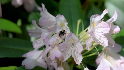 A bumblebee gathers nectar from delicate pink flowers in a sunny garden. 库存影片 297015764