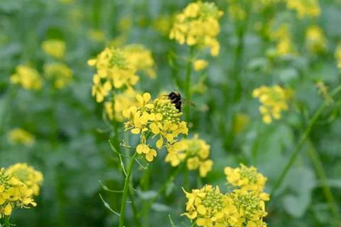 Bumblebee gathers nectar from a flower and pollinat. Mustard fields. Stock-Fotos