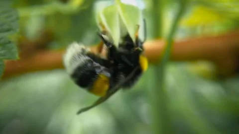 Bumblebee gathers nectar from raspberry bushes. Slow motion. Blurred background. Stock Footage 98826468