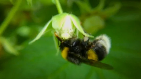Bumblebee gathers nectar from raspberry bushes. Slow motion. Blurred background. Stock-Footage 98826744