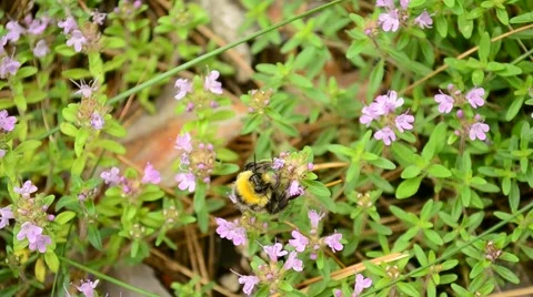 Bumblebee gathers pollen from wild thyme flowers Video stock 58687825