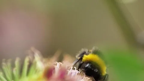 Bumblebee – A Gentle Buzz of Strength Stock Footage 314324100