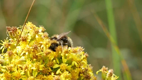 The bumblebee gets on flower top. 스톡 동영상 117223751