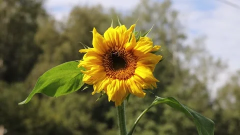 Bumblebee getting honey on yellow vibrant sunflower, close up view Video stock 249531483