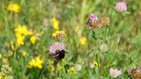 Bumblebee on a glade. 스톡 동영상 116654013