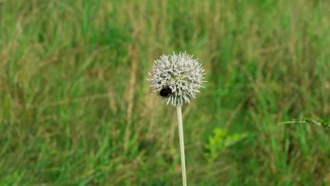 A bumblebee on a globe thistle Video stock 324958080