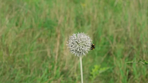 A bumblebee on a globe thistle Stock Footage 324958326