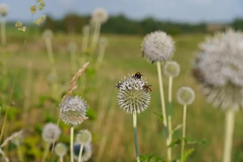 A bumblebee on a globe thistle 写真素材