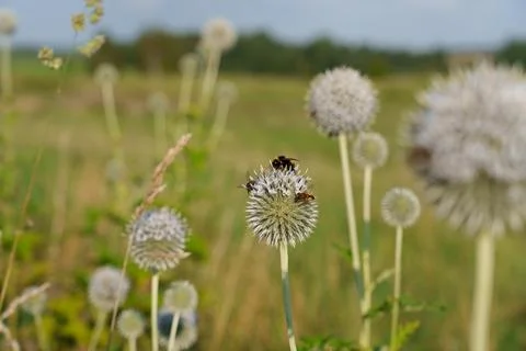 A bumblebee on a globe thistle 스톡 사진