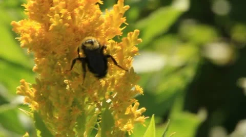 BumbleBee On Goldenrod Stock Footage 10568474