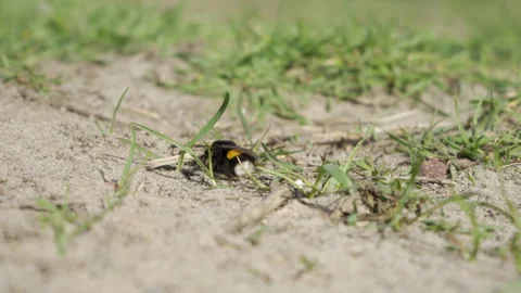 Bumblebee in green grass on a warm day Stock Footage 308595548
