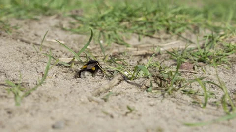 Bumblebee in green grass on a warm day Stock Footage 308595626