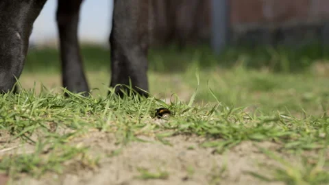 Bumblebee in green grass on a warm day Stock Footage 308595712
