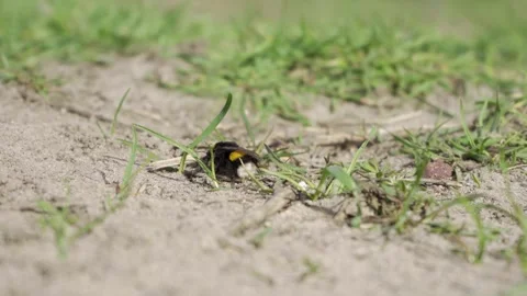 Bumblebee in green grass on a warm day Видео 334040233