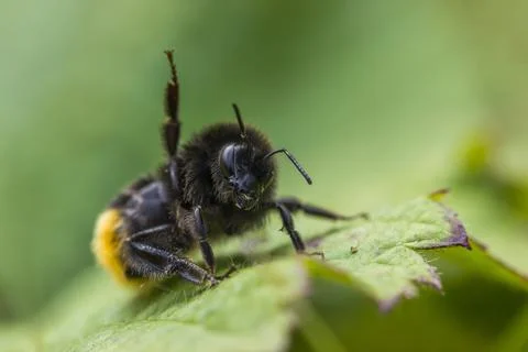 Bumblebee on a Green Leaf Bokeh Stock Photos