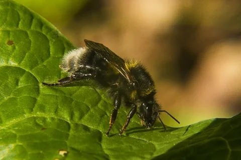 Bumblebee on a green leaf Stock Photos