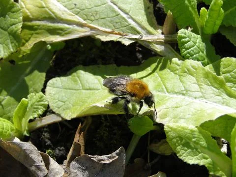 Bumblebee on a green leaf Stock Photos