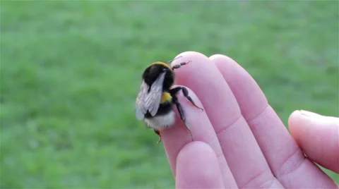 Bumblebee on hands Stock Footage 62430566