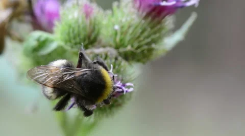 Bumblebee hanging on a flower Stock Footage 52751669