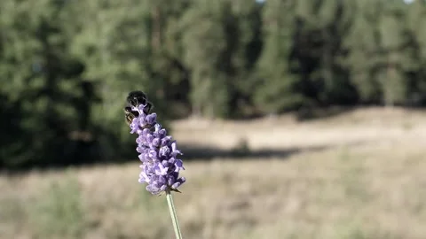 Bumblebee hangs on in the wind. Stock-Footage 232598868