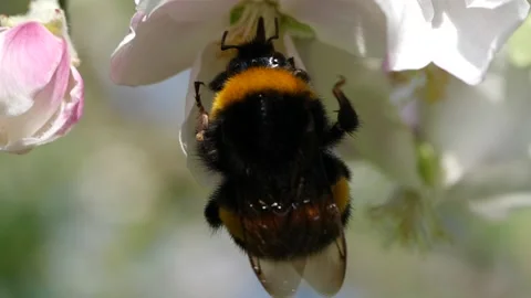 Bumblebee harvesting nectar from appletree Stock Footage 136300326