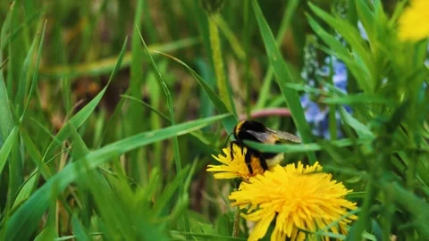 Bumblebee Having Collected Pollen Near Green Grass Takes Off From Flower Slow Mo Stock Footage 316954192