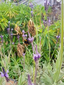 Bumblebee having a meal 库存照片