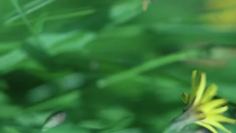 Bumblebee Hid Behind A Dandelion Flower And Flies Away. Green Grass On Field Stock Footage 166748899