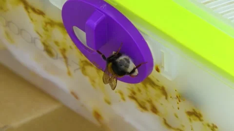 Bumblebee on Hive Box Used for Crop Pollination Stock-Footage 342042080