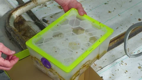 Bumblebee Hive Box Used for Crop Pollination Stock-Footage 342042787