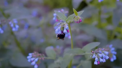 The bumblebee is hooked on a flower Stock Footage 200013520