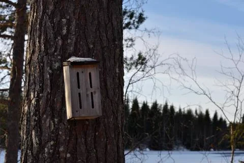 Bumblebee house on a pine stem Stock Photos