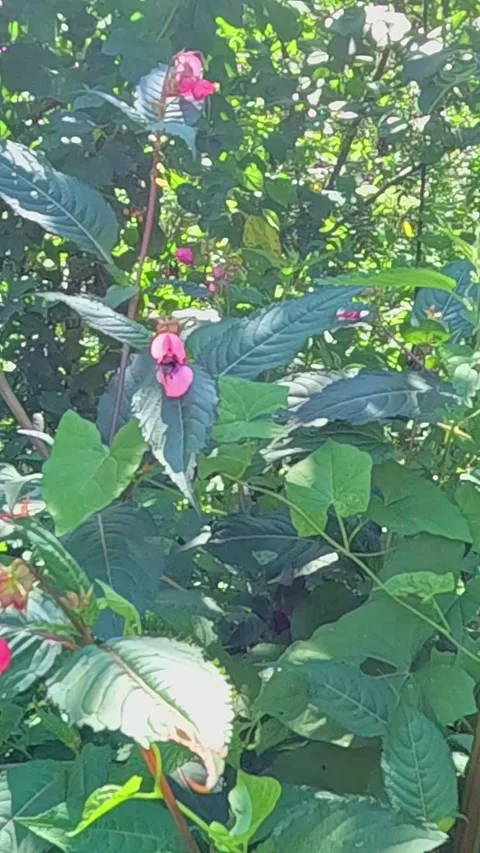 Bumblebee hovering and moving between pink flowers in garden Stock Footage 324619199