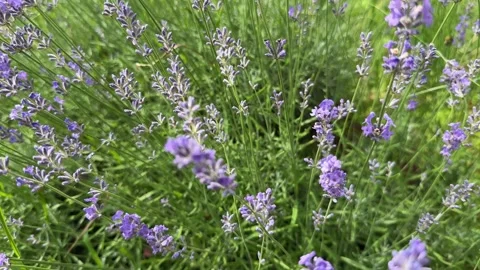 Bumblebee Hovering and Pollinating Vibrant Lavender Flowers Stock Footage 326004998