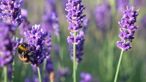 Bumblebee Hovering Around Lavender Flowers in Slow Motion English Garden Scene 2 Stock Footage 319587930